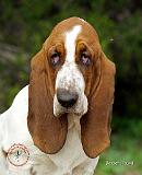 Basset Hound 9L9D-05